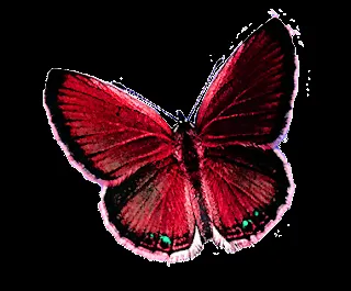 RecursosMF: Mariposas PNG !!