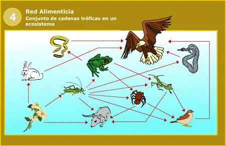 red alimenticia | Flickr - Photo Sharing!