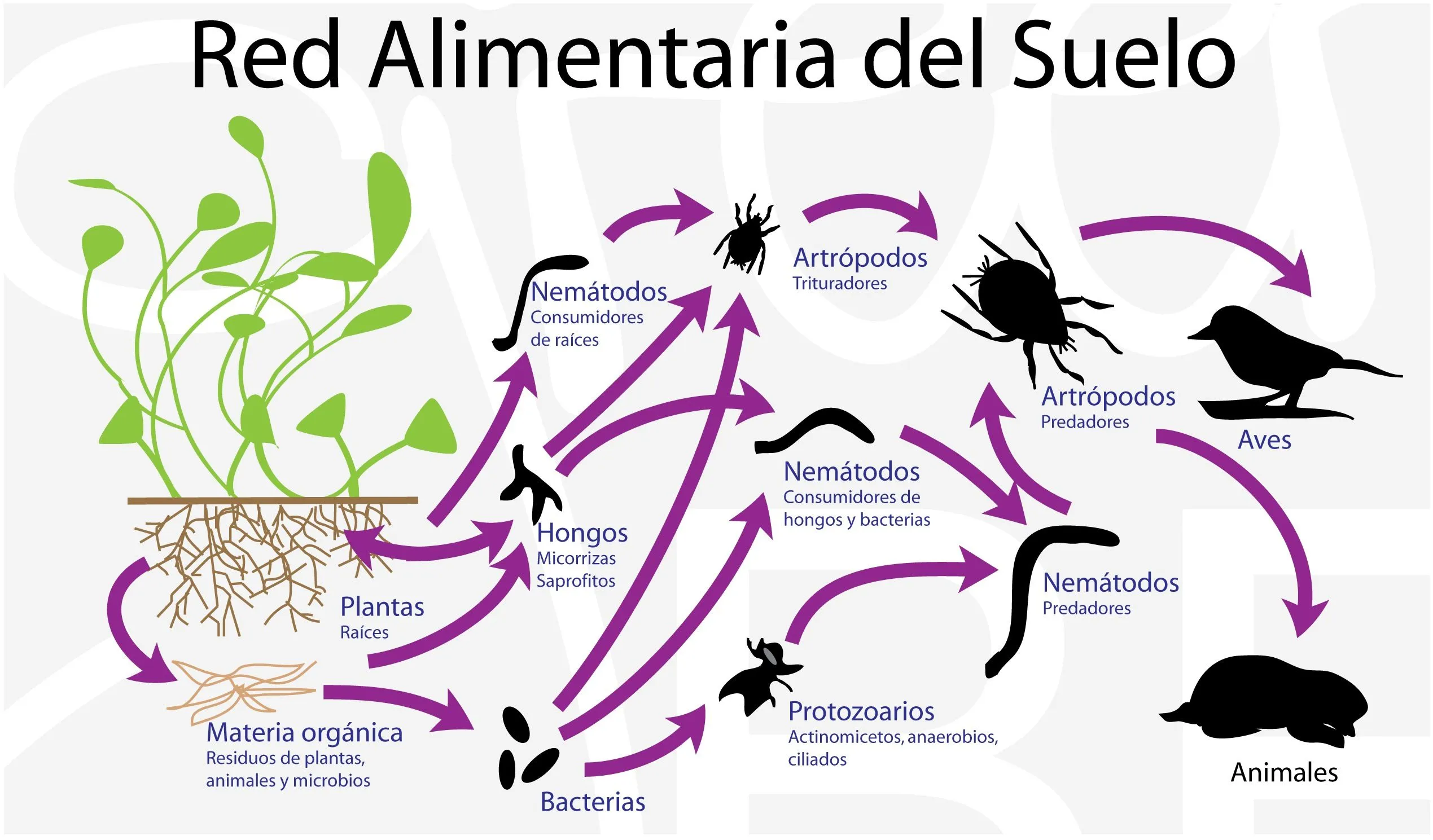 Red Alimentaria del Suelo | Proyecto greenBE