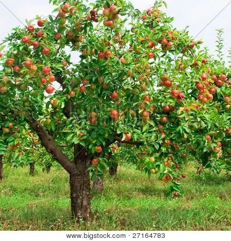 Red apples on apple tree branch Stock Photo & Stock Images | Bigstock