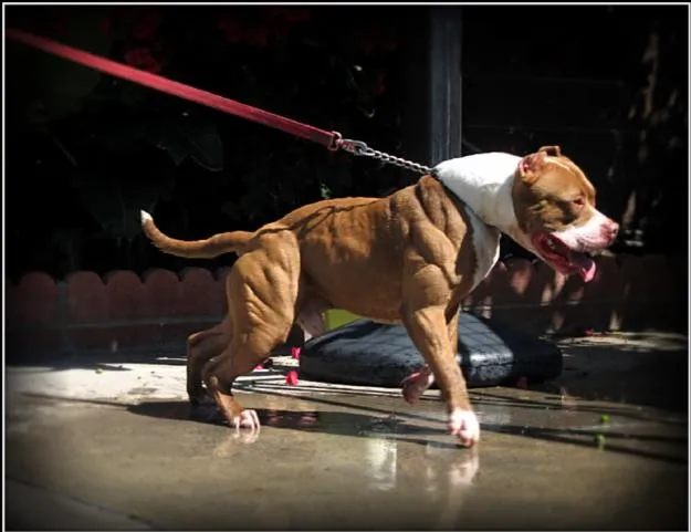 Red Nose Pitbull