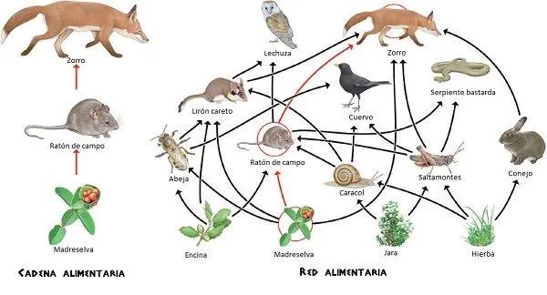 Que es una red alimentaria - Imagui