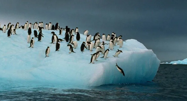 el cambio climático reduciría población de pinguinos en un 75 ...