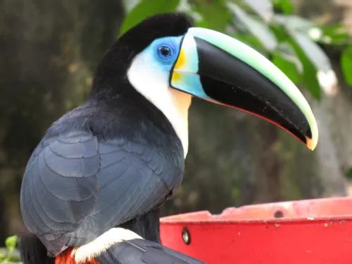 REFLECCIONES E IMAGENES: HERMOSAS AVES DE HONDURAS