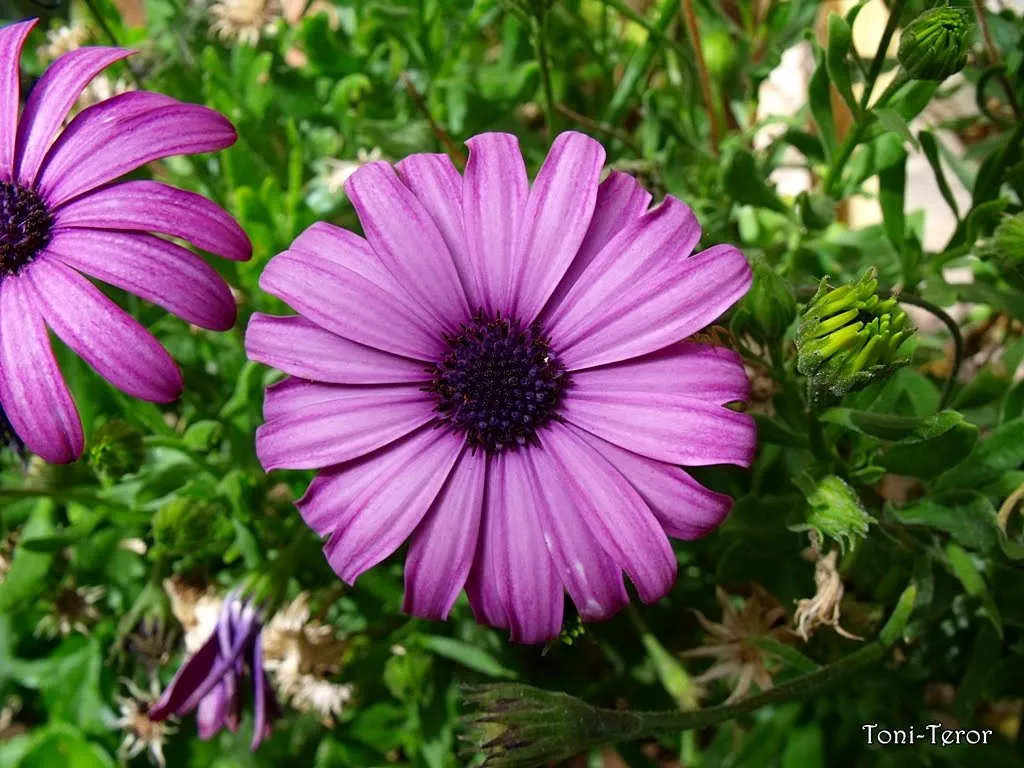 El reflejo de mi mirada: Flor lila