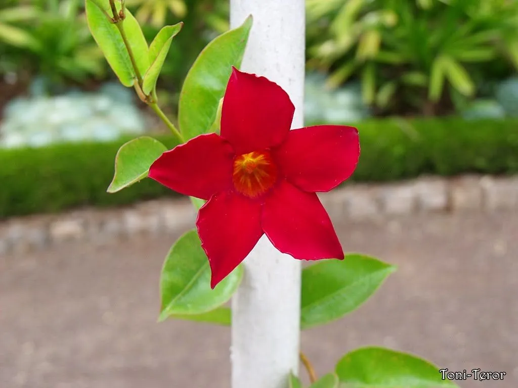 El reflejo de mi mirada: Flor roja de cinco pétalos