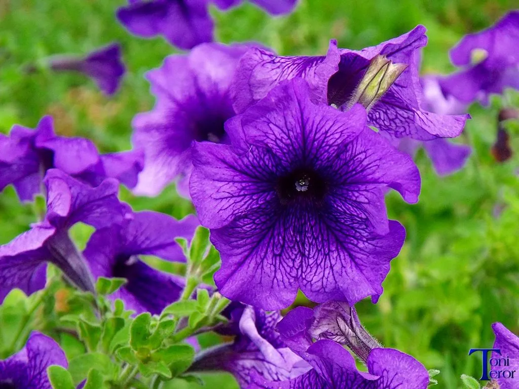 El reflejo de mi mirada: Flores moradas