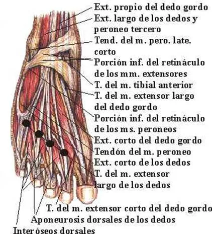 Reflexiología podal - Monografias.