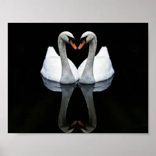 Reflexiones del amor, forma del corazón, cisnes bl posters de Zazzle.