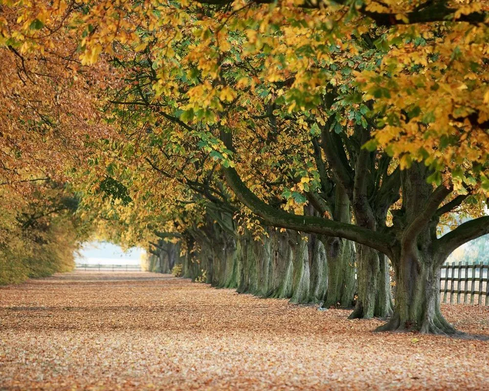 Reflexiones de Baancho: Postales de Otoño