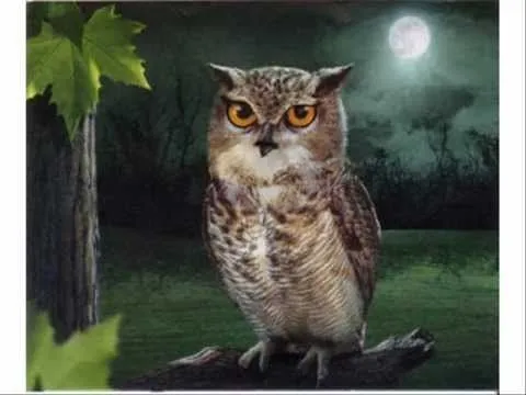 Reflexiones del Búho Sabio "El Regalo" # 63 - YouTube