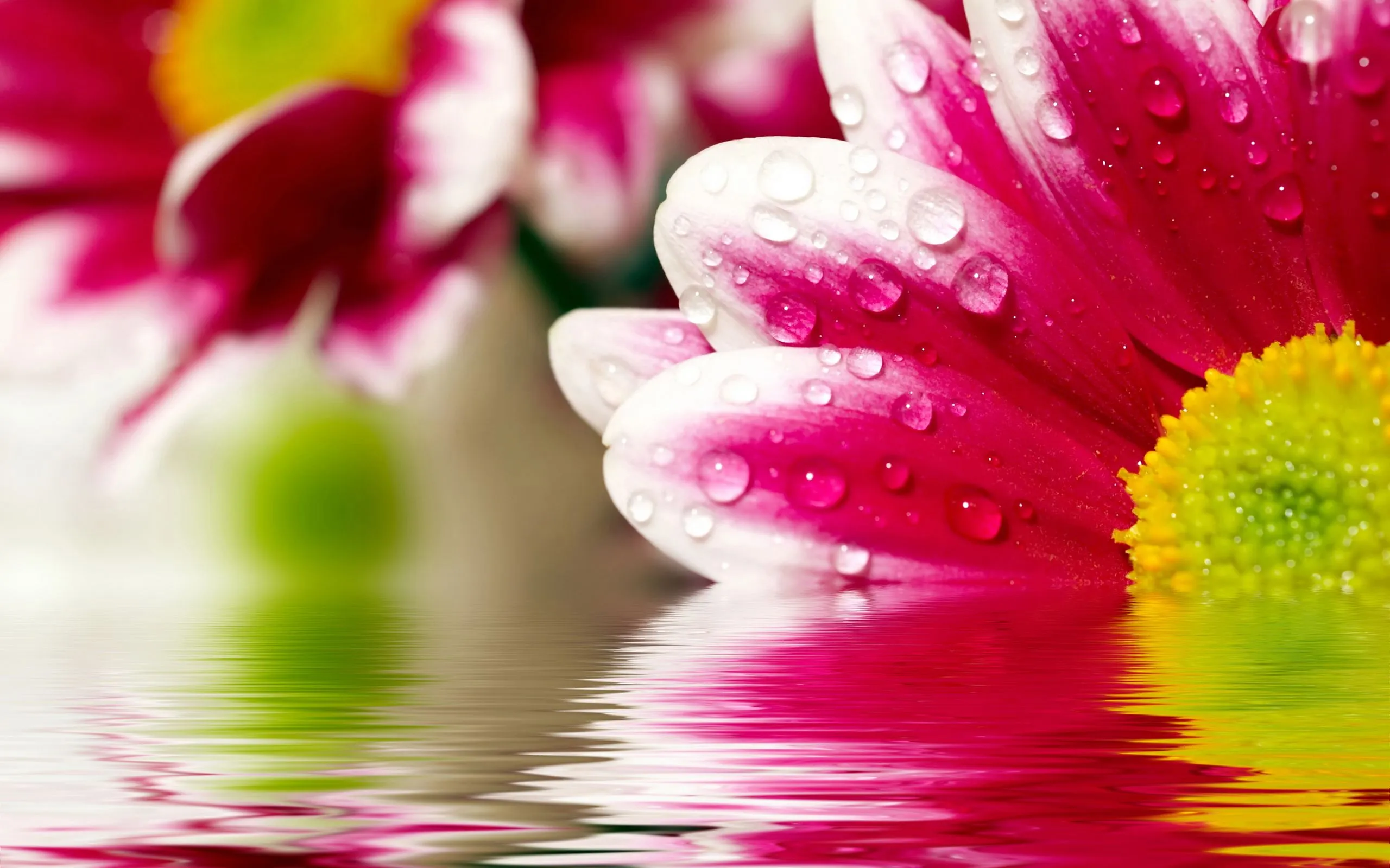 Reflexiones de flores Wallpapers | Wallpapers HD