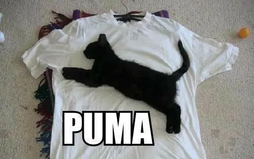 Reflexiones instantáneas por Max: Camiseta de la marca Puma...