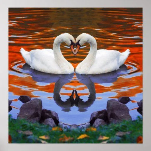 Reflexiones del lago autumn de la caída de cisnes posters de Zazzle.