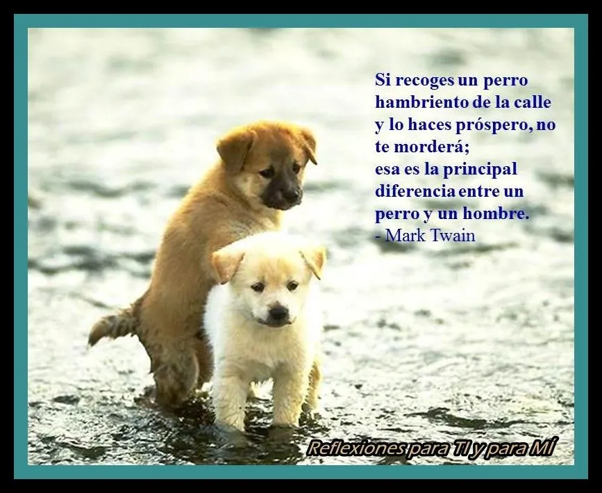 Reflexiones para TI y para MÍ: * Si recoges un perro hambriento en ...