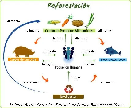 Reforestacion - Imagui