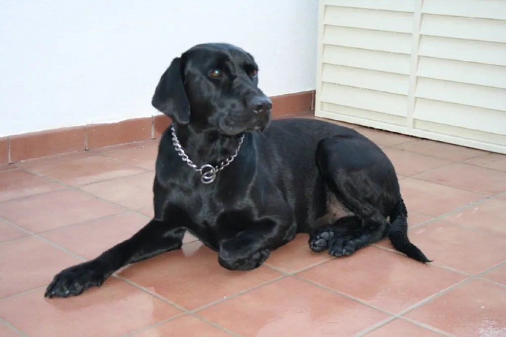 SE REGALA LABRADOR NEGRO | Cuidar de tu perro es facilisimo.