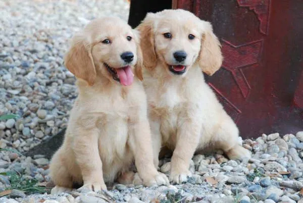 Golden - Perros - Venta Mascotas