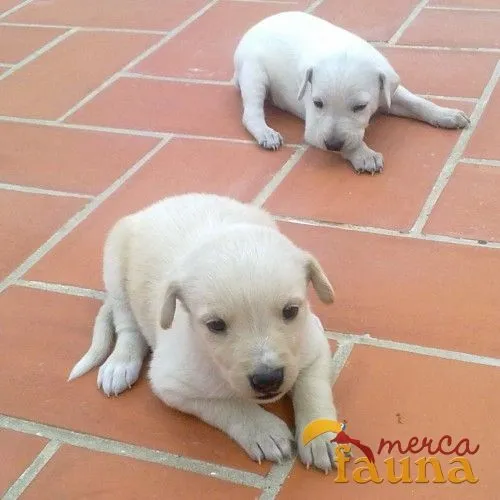 Regalo cachorros mestizos cruzados con labrador - Mercafauna ...