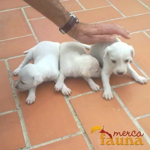 Regalo cachorros mestizos cruzados con labrador - Mercafauna ...