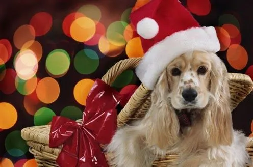 Qué regalo le doy a mi novia en navidad | A mi manera