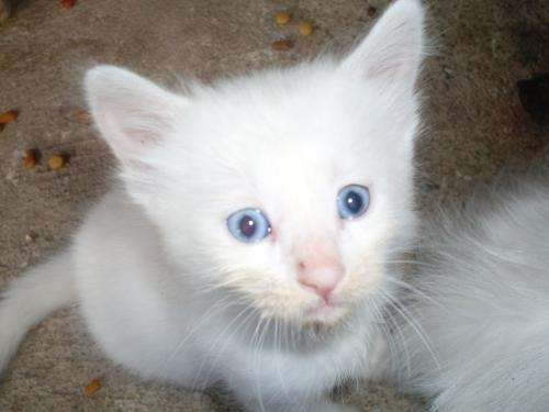 Regalo gatitos blancos ojos celestes, mezcla de angora, machos ...