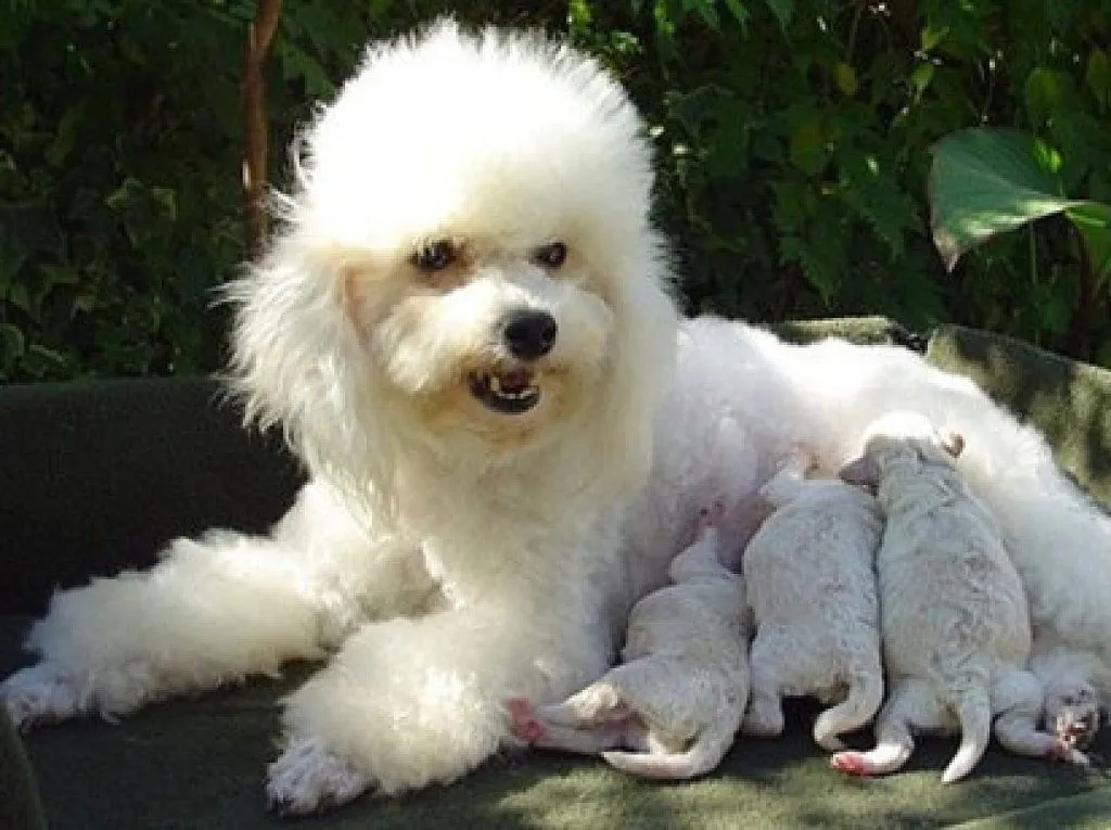 Un regalo para las perritas que sean mamás | Cuidar de tu perro es ...