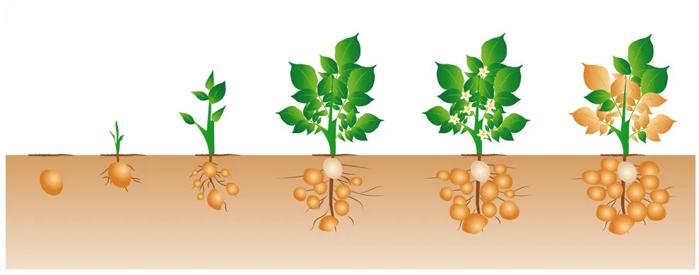 Regenera Fácilmente Y Ten Vegetales Frescos En Tu Casa | notagram