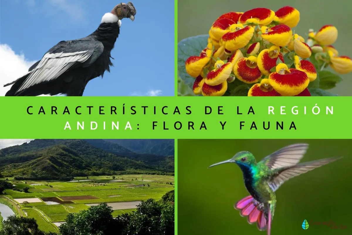 Región andina: características, flora y fauna - Resumen con FOTOS