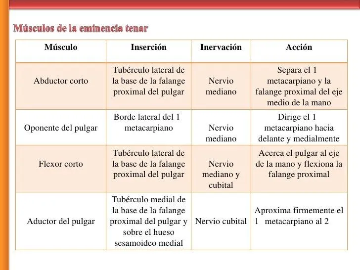 Region de la mano Huesos y Musculos