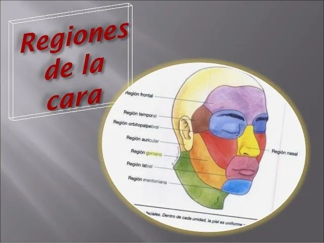 Regiones de la cara