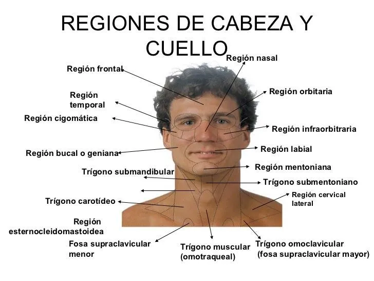 Regiones de la cara - Imagui