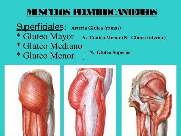 Regiones musculares del miembro inferior fichas finales