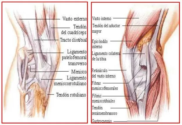 Rehabilitación de lesiones deportivas en el ligamento cruzado anterior