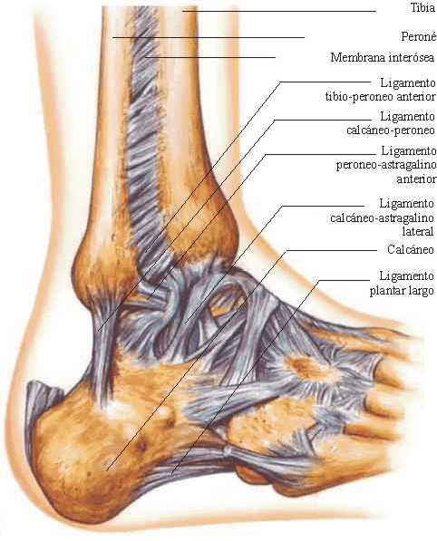 Rehabilitación de lesiones deportivas en tobillo: Anatomía de la ...