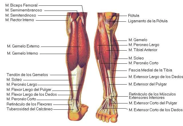 Rehabilitación: MUSCULOS DE LA PIERNA