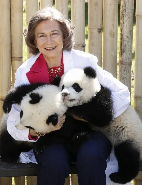 La Reina Sofíase dievierte con los ositos panda del Zoo de Madrid ...