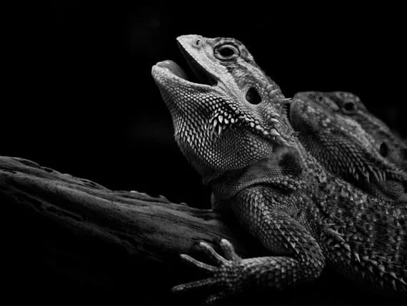 Reino animal en blanco y negro - Taringa!