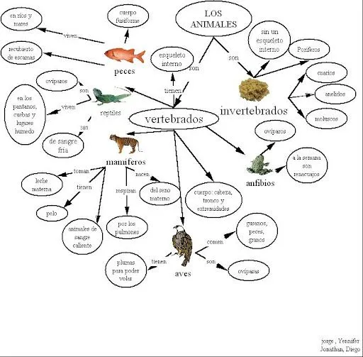 El reino animal | LOS CIENTIFICOS