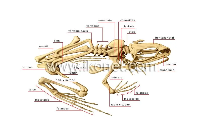 reino animal > anfibios > rana > esqueleto de una rana imagen ...