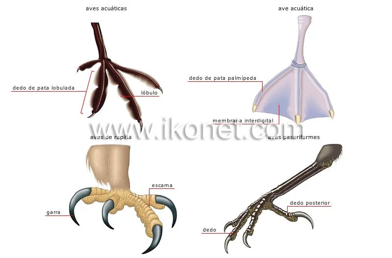 reino animal > aves > ave > ejemplos de patas imagen - Diccionario ...