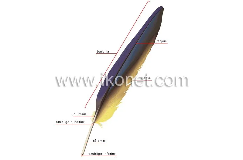 reino animal > aves > ave > pluma imagen - Diccionario Visual