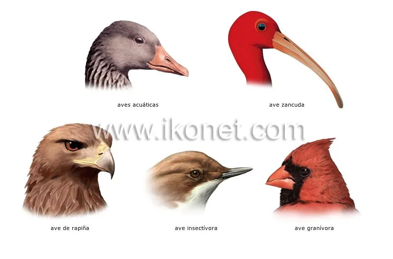 reino animal > aves > ave > ejemplos de picos imagen - Diccionario ...