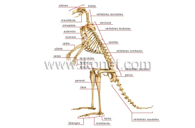 reino animal > mamíferos marsupiales > canguro > esqueleto de un ...