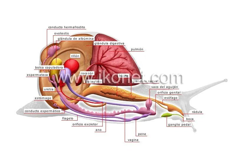 reino animal > moluscos > caracol > anatomía de un caracol imagen ...