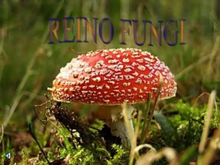 Reino Fungi