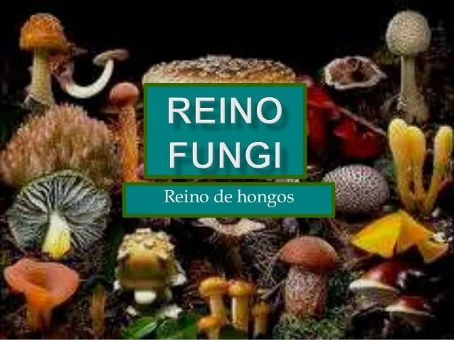 Reino fungi .