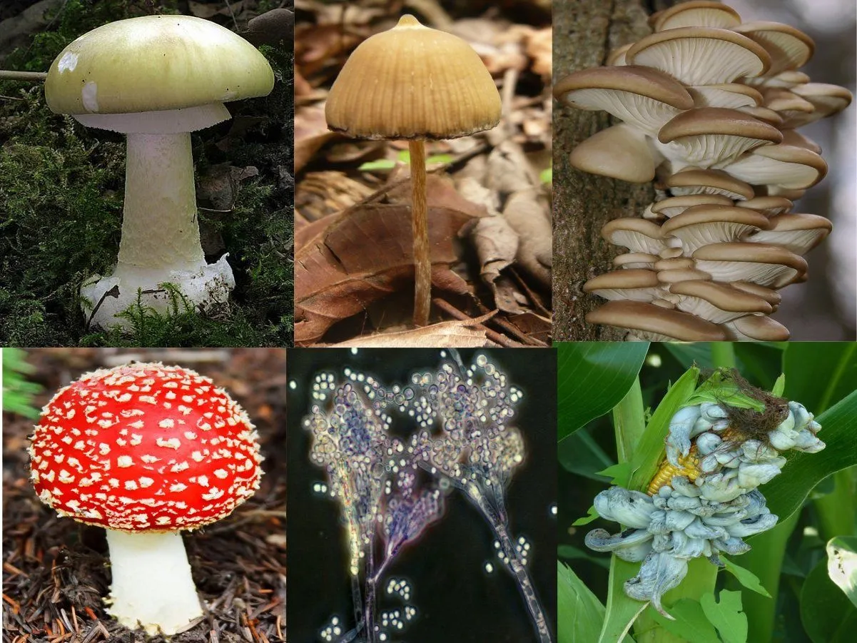 Reino Fungi: qué es, características y clasificación - Significados