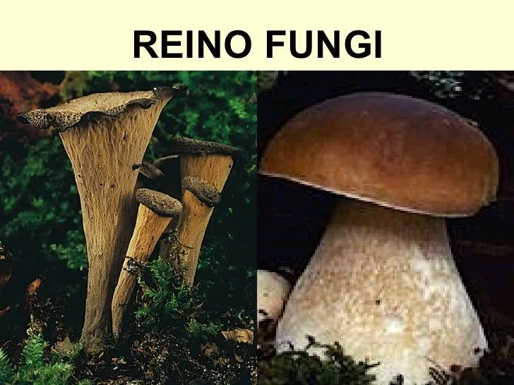 Reino fungi generalidades