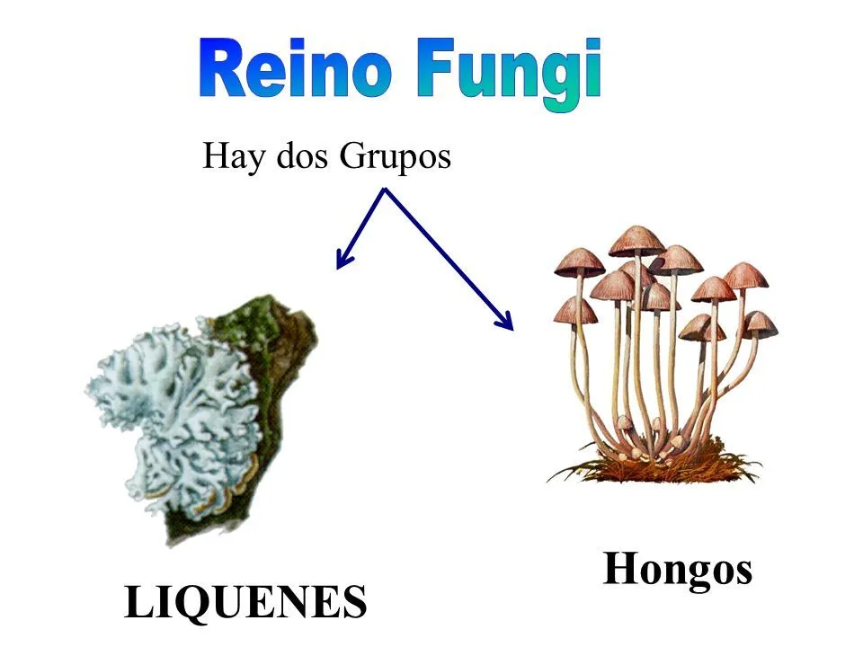 REINO FUNGI. - ppt video online descargar